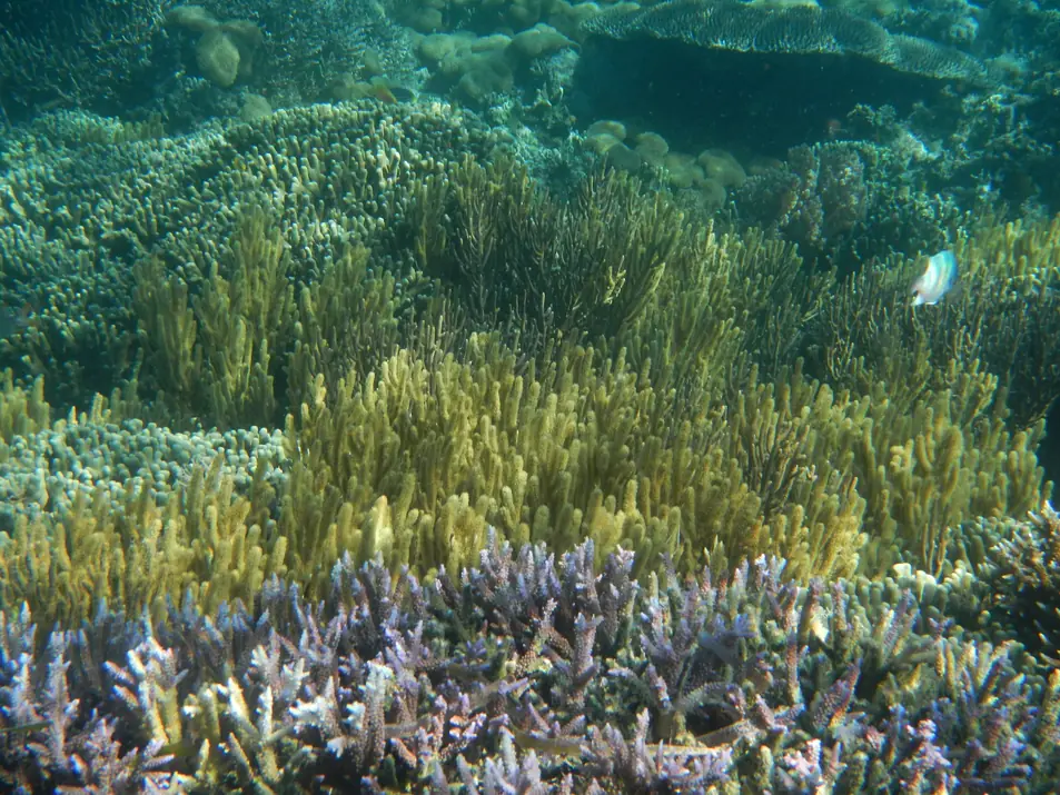 Dense hard coral growing on a shallow reef in Flores waters