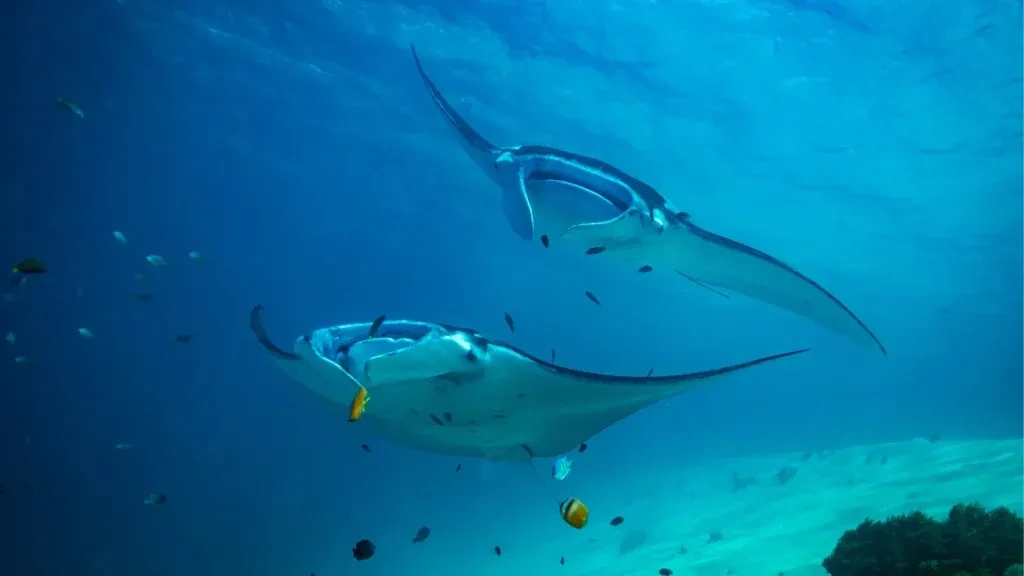 Two manta rays passing over a reef in clear blue water