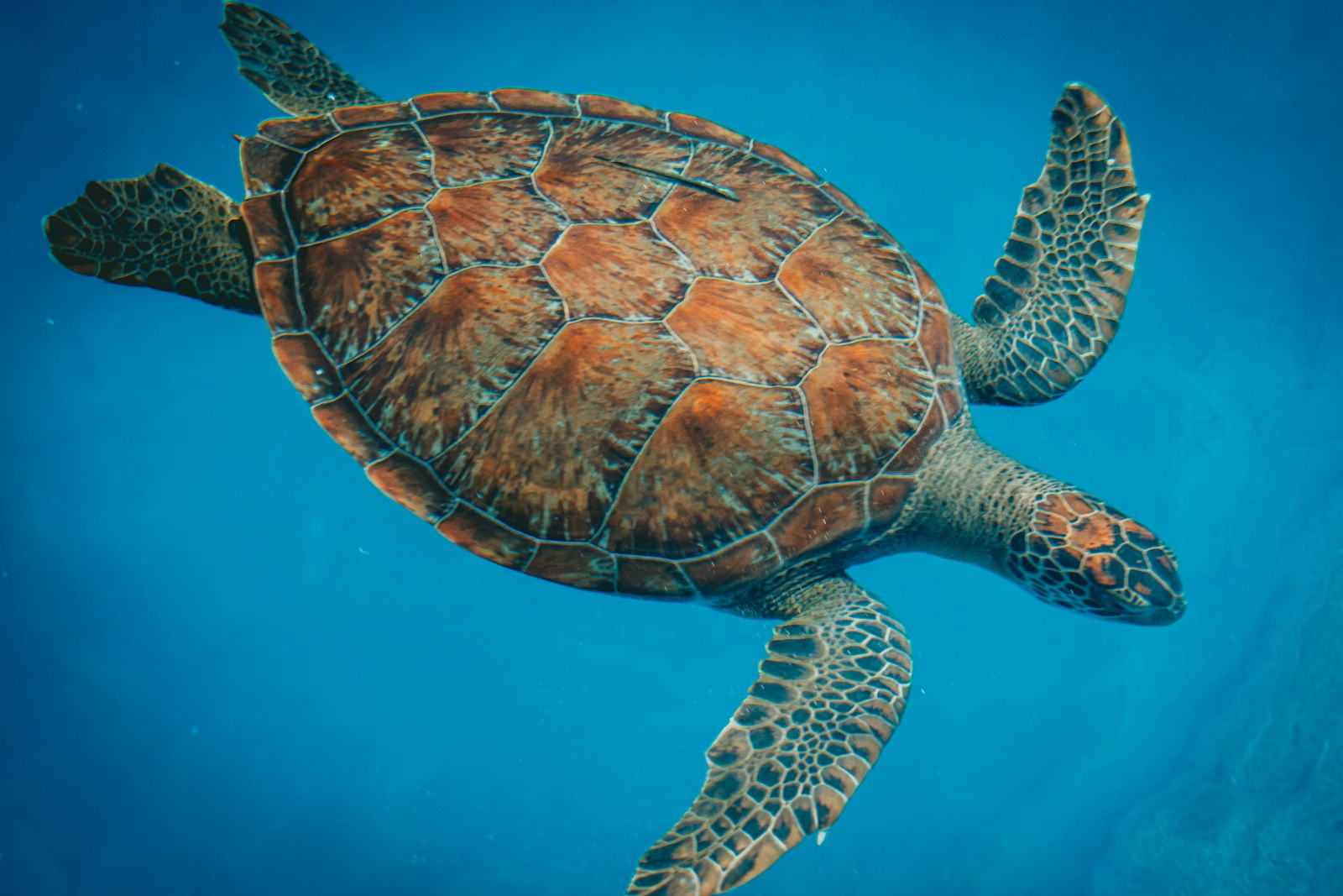 Snorkelling Riung vs Komodo: Reefs, Turtles and Visibility