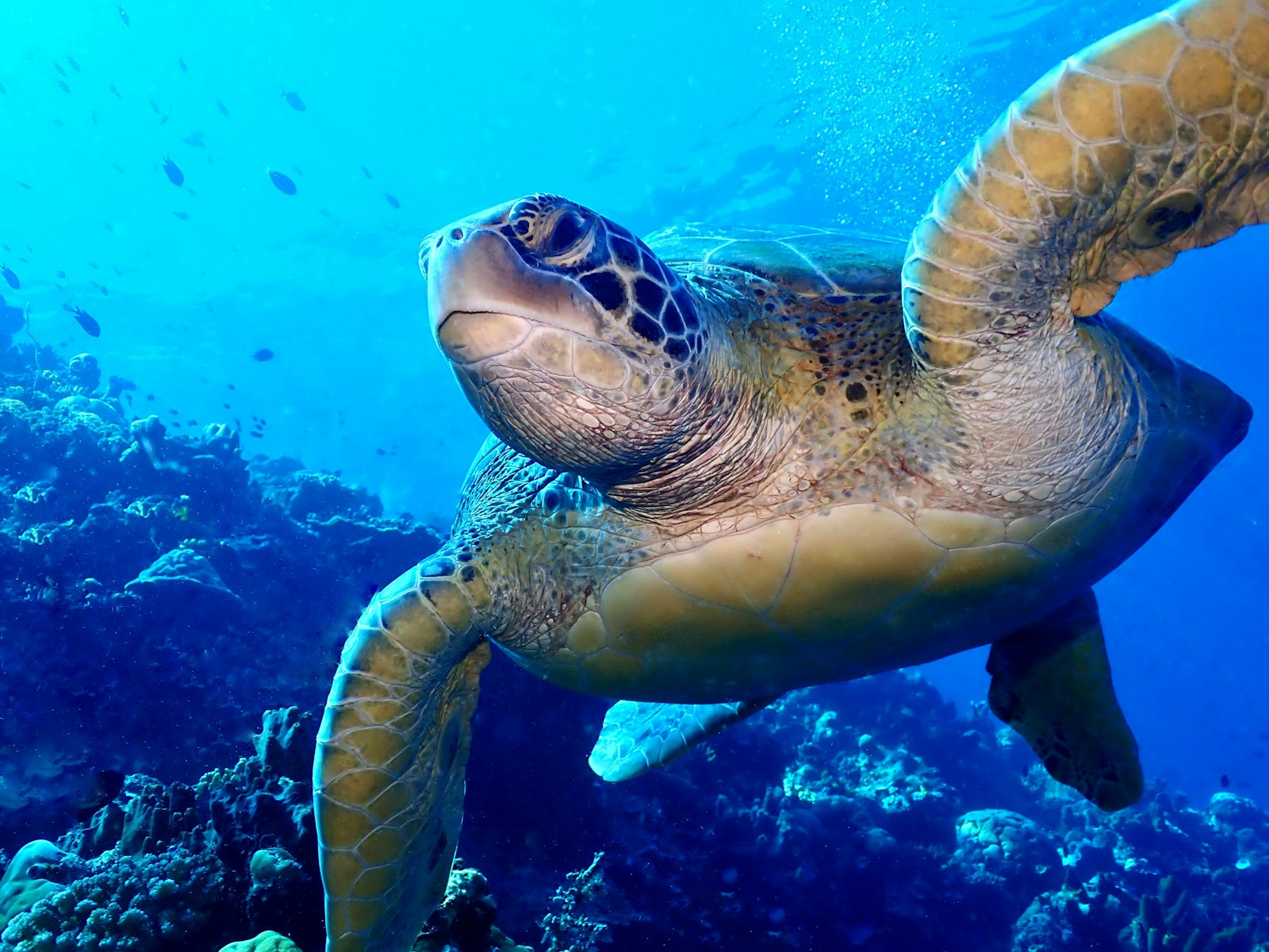 Diving Komodo: Manta Point, Batu Bolong, Castle Rock