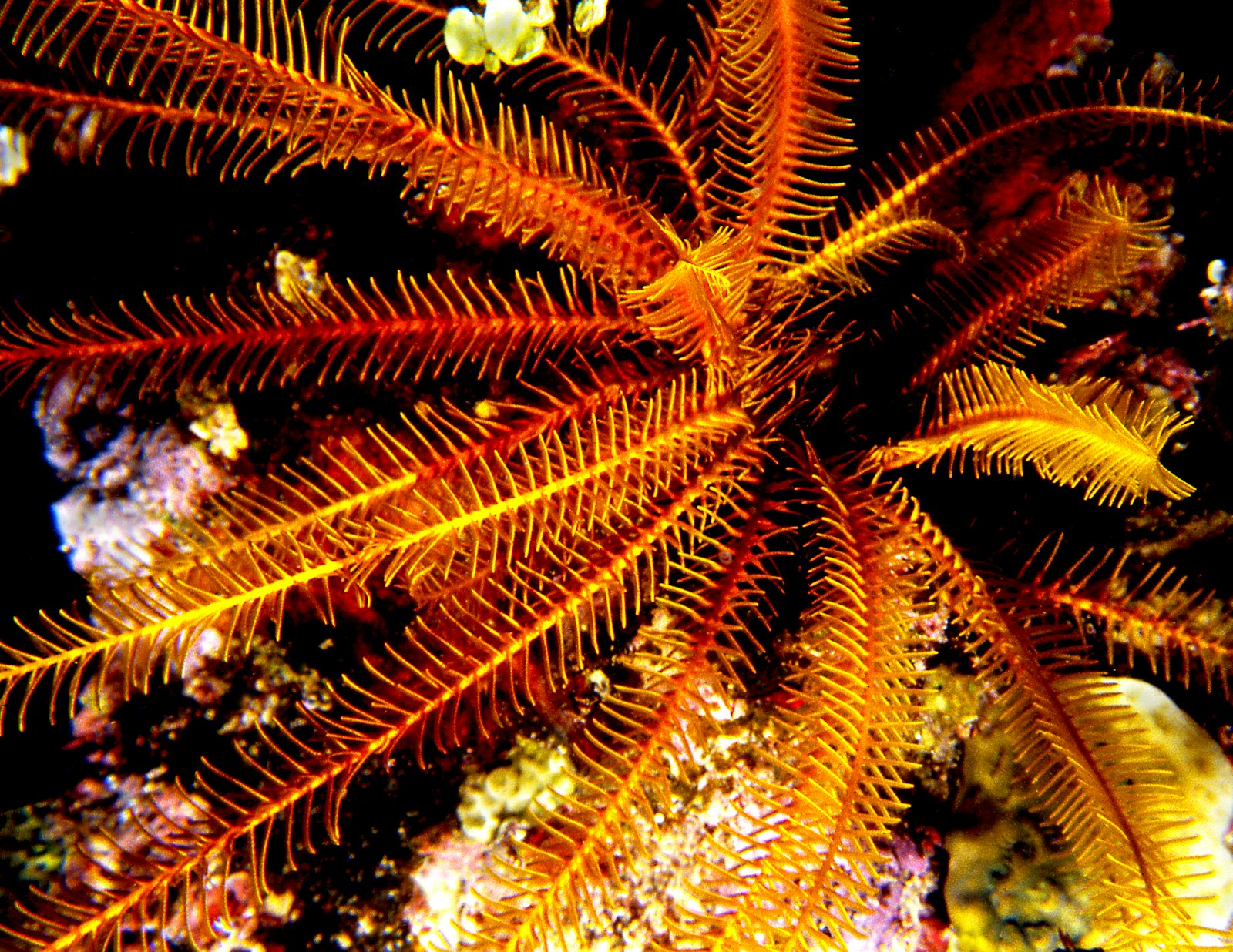Snorkel Highlights of Komodo: Pink Beach, Kanawa and Beyond