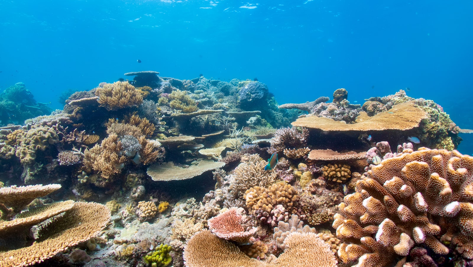 Preserving the Marine Biodiversity of Riung 17 Islands