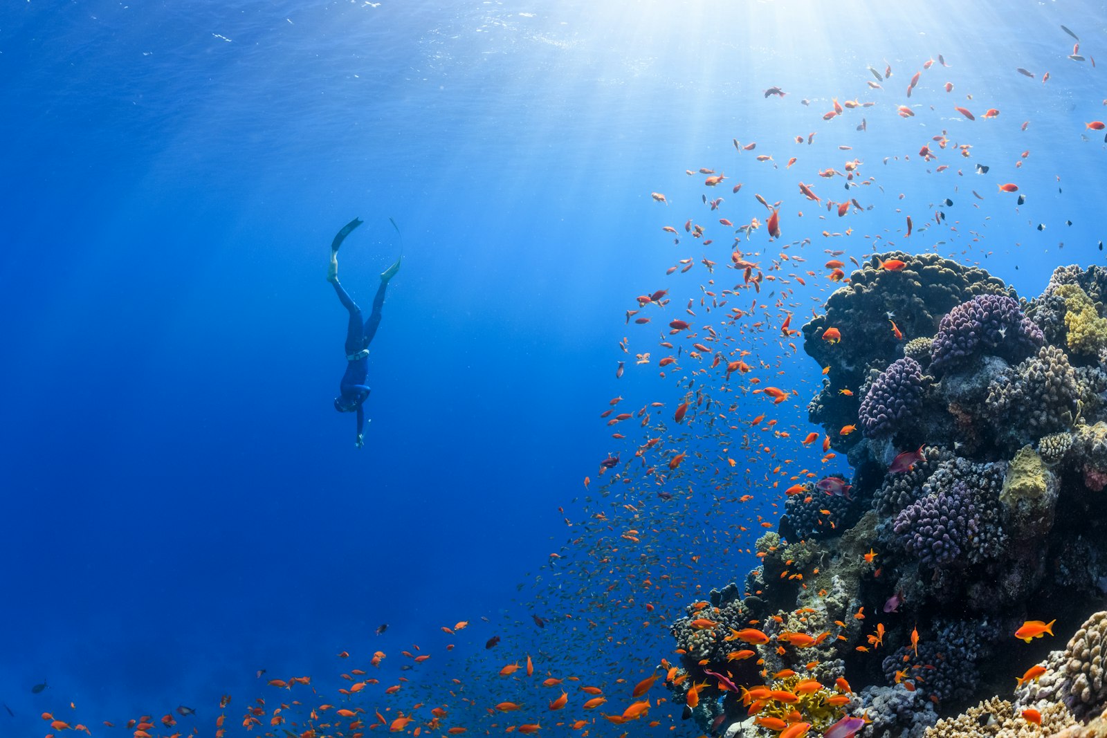 Community Conservation in Riung: Who Is Protecting the Reefs