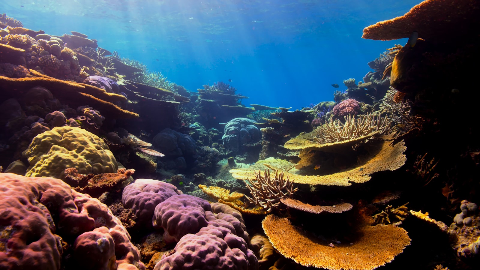 Marine Life at Riung 17 Islands: What You Actually See