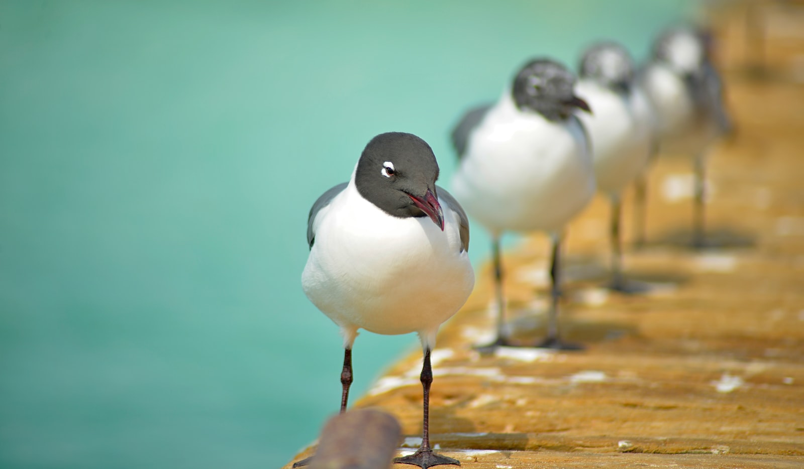 Birdwatching Around Riung and Its Mangroves