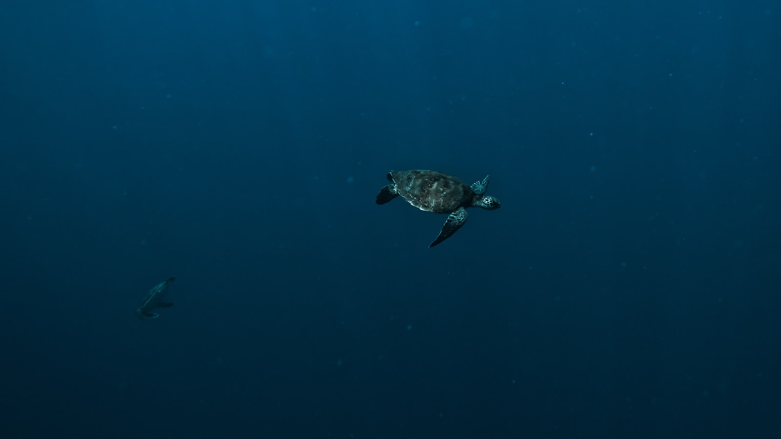 Turtles and Rays at Riung: What You Realistically See