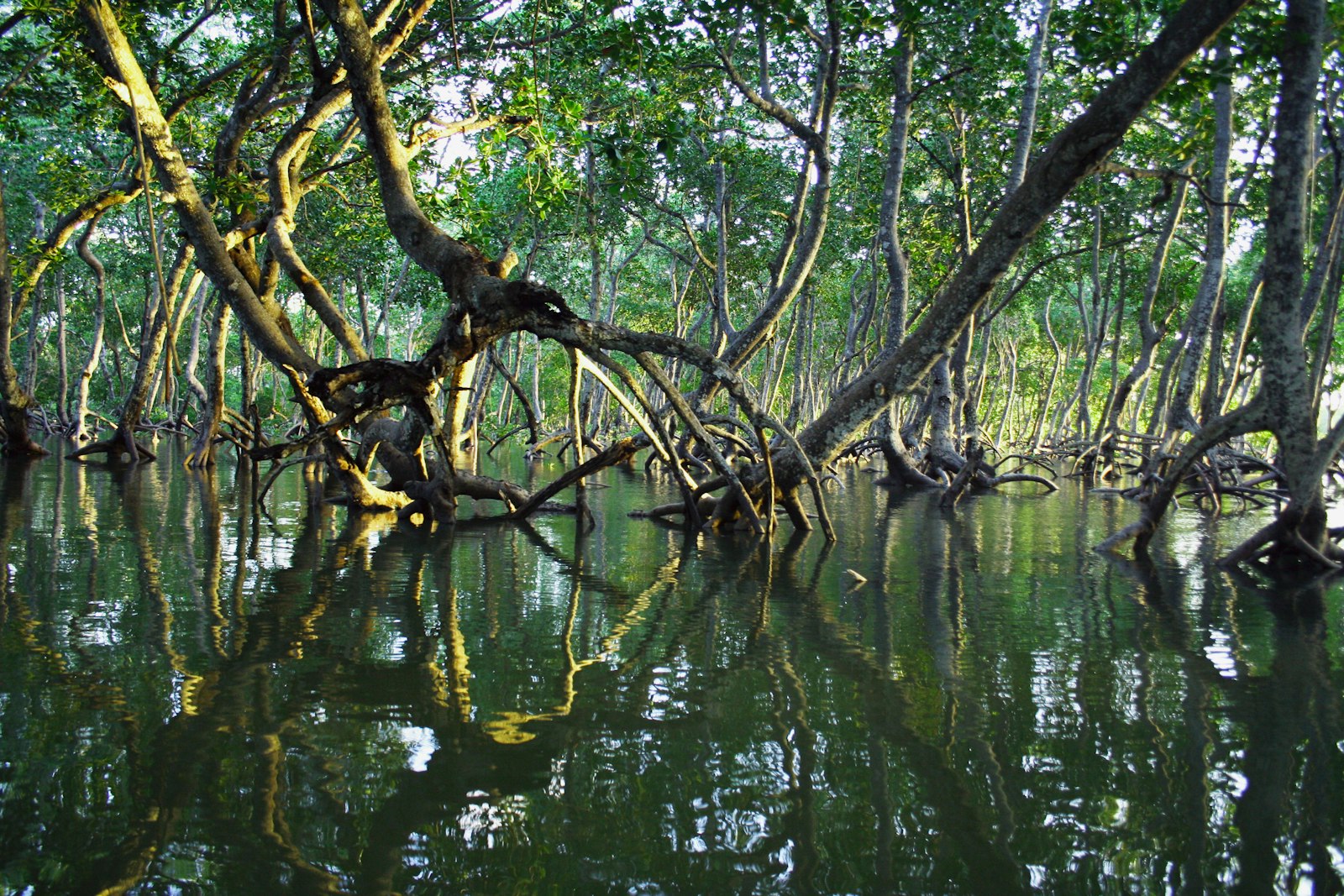 The Mangroves of Riung: Ontoloe Other Half