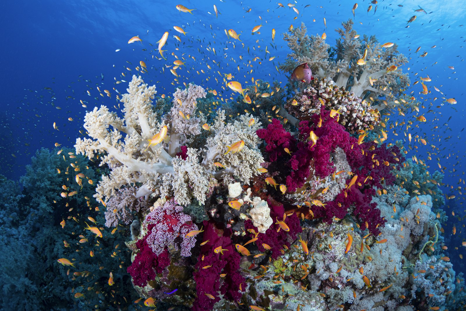 Shooting Underwater at Riung: Gear, Light and Settings