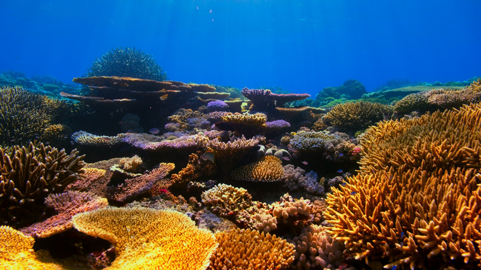 Can You Dive at Riung 17 Islands?